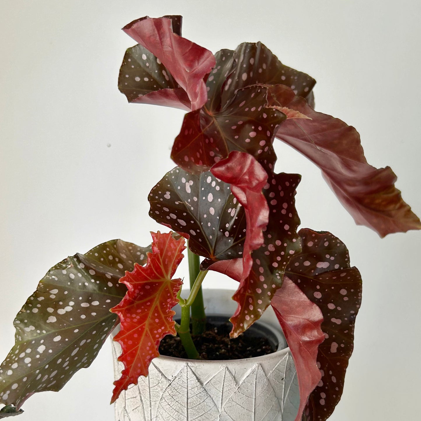Begonia "Crackling Rosie" 4”pot