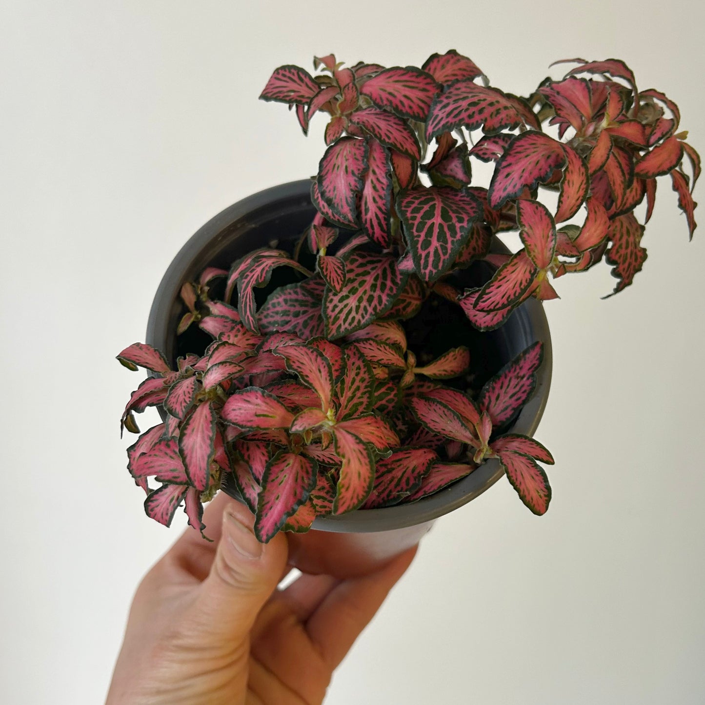 Nerve Plant “Pink Forest Flame” (Fittonia) 4”pot