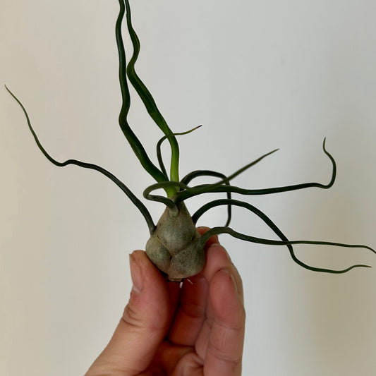 Tillandsia Bulbosa