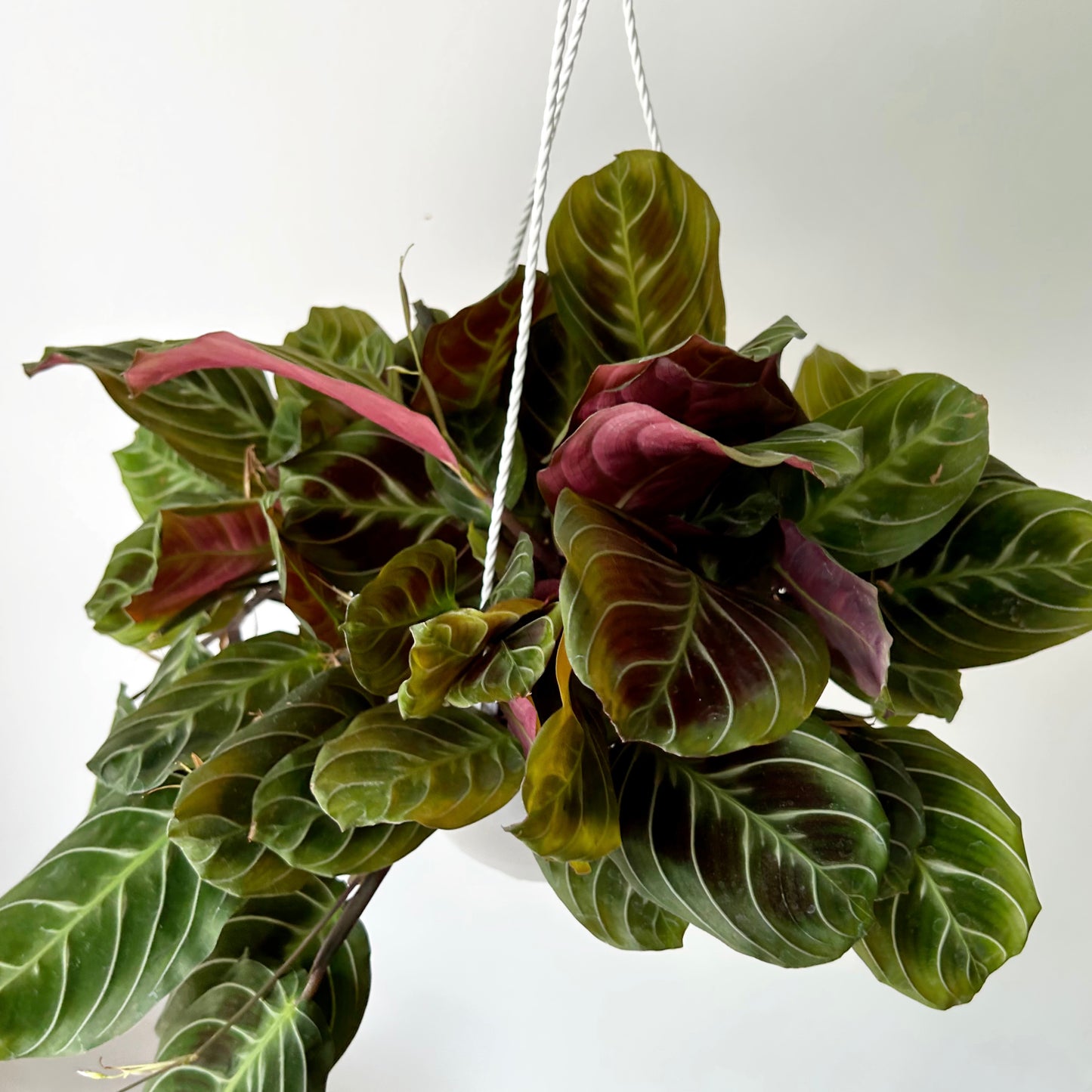 Maranta"Cat’s Moustache” 6” hanging basket