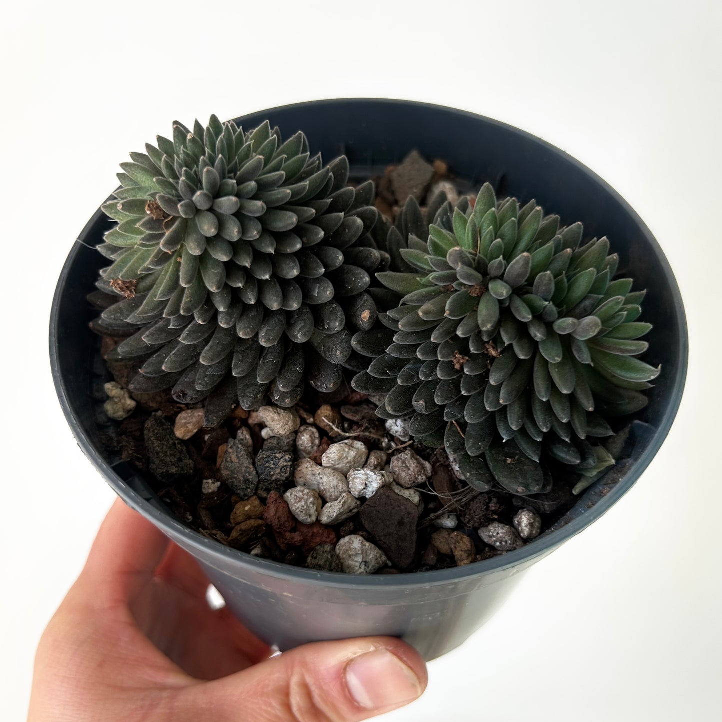 Chinese Jade Cristata (Sinocrassula Yunnanensis) 5”pot