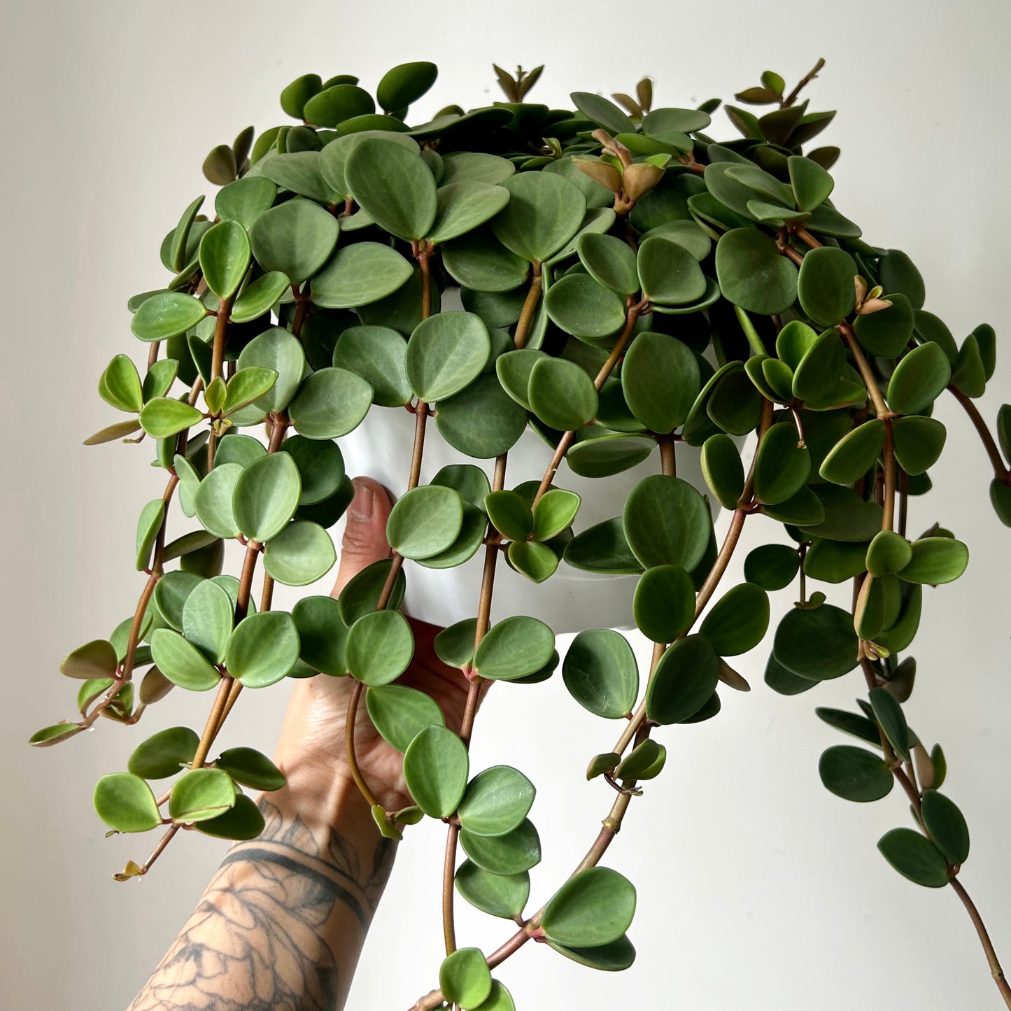 Peperomia "Hope" 8”hanging basket