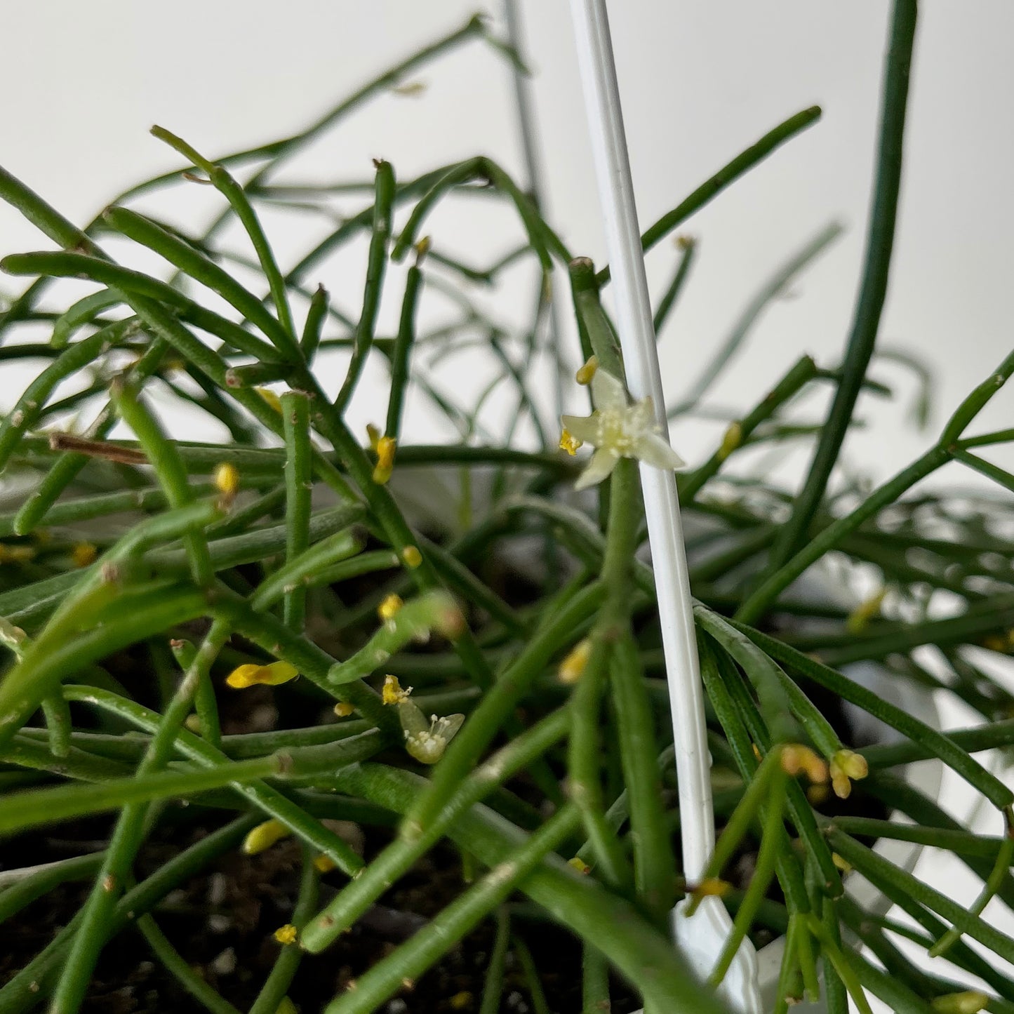 Rhipsalis capilliformis 6”hanging basket