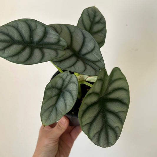 Alocasia “Silver Dragon” 4”pot