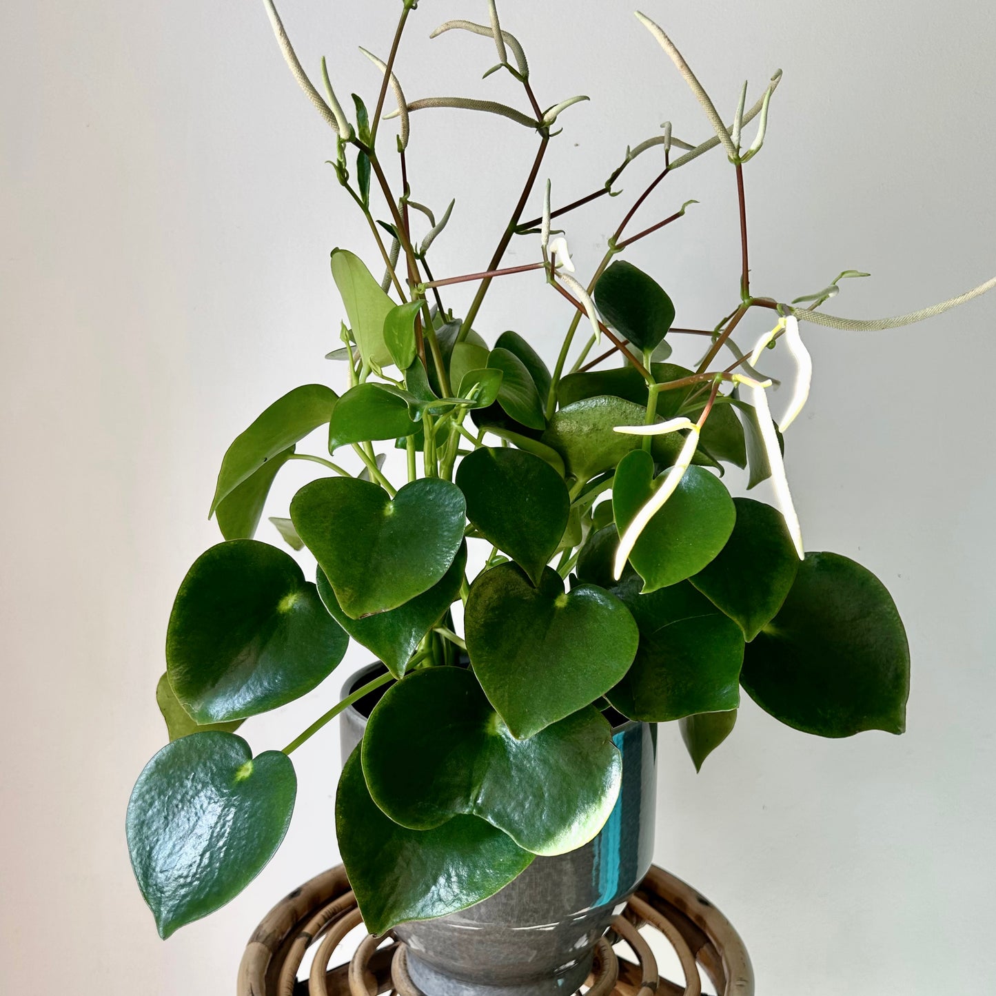 Peperomia “Raindrop” 6”pot