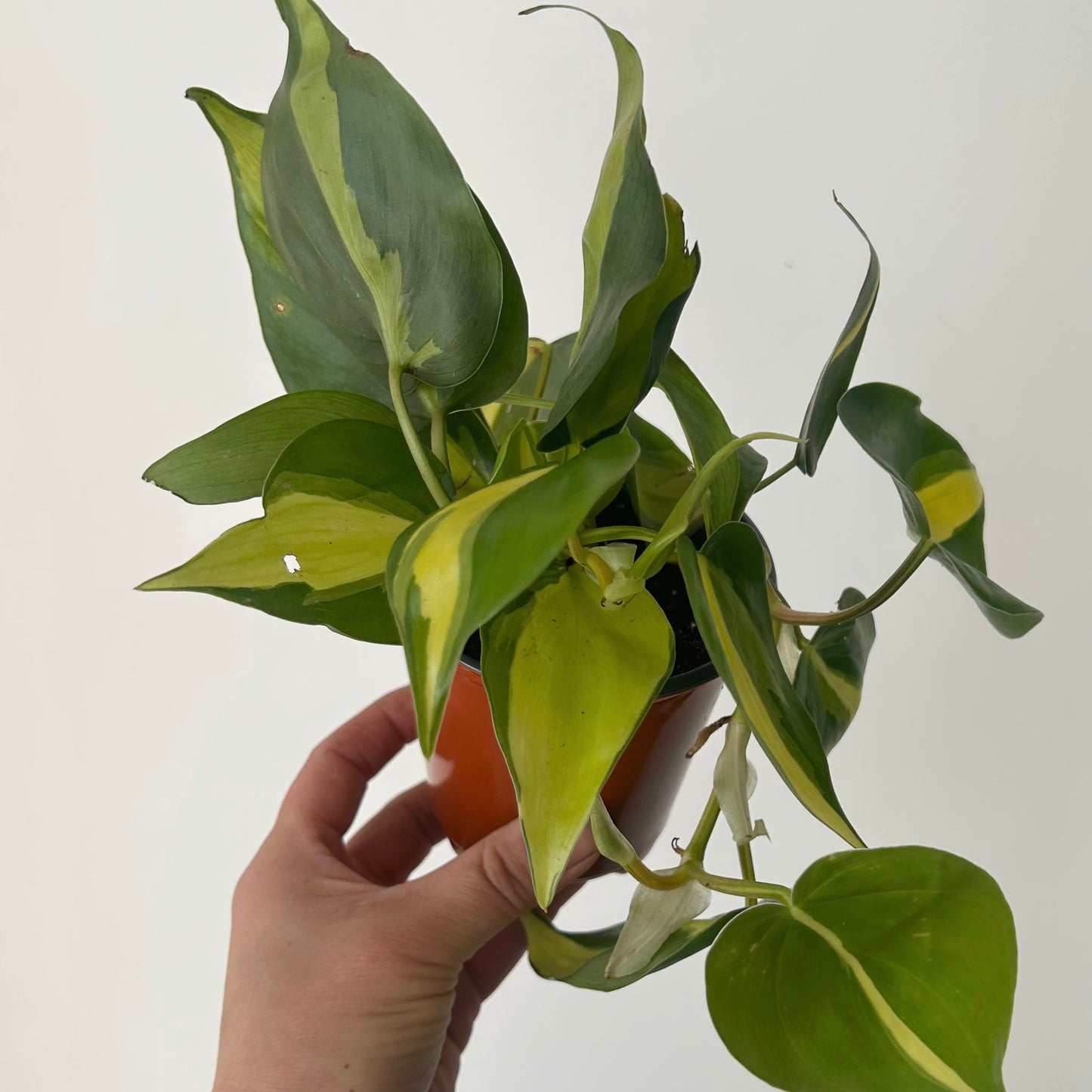 Philodendron “Brazil” 3.5” pot