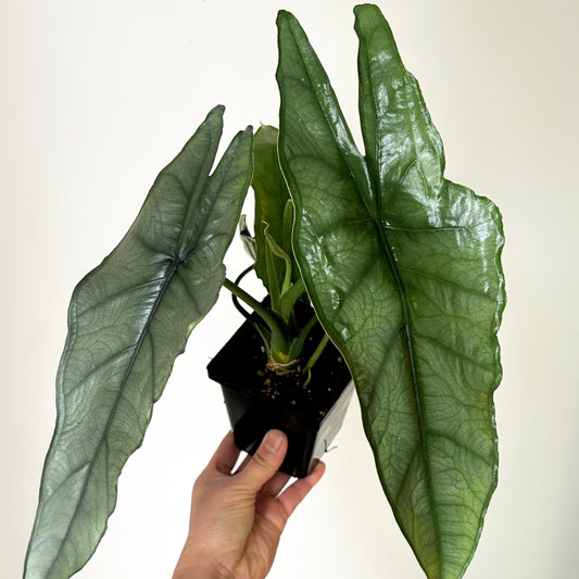 Alocasia heterophylla “Dragon’s Breath” 4”pot