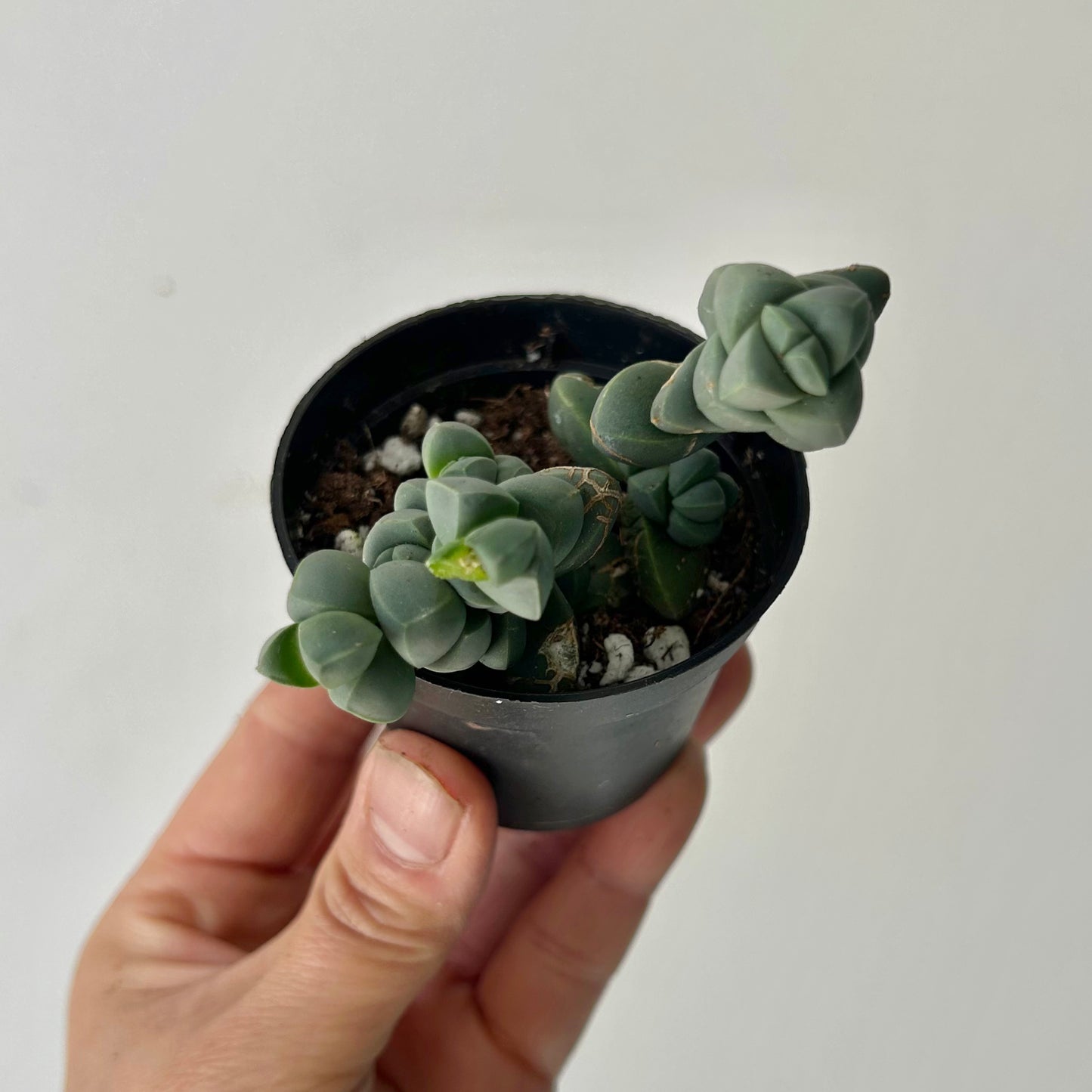 Ice Plant  (Corpuscularia Lehmannii) 2.5” pot