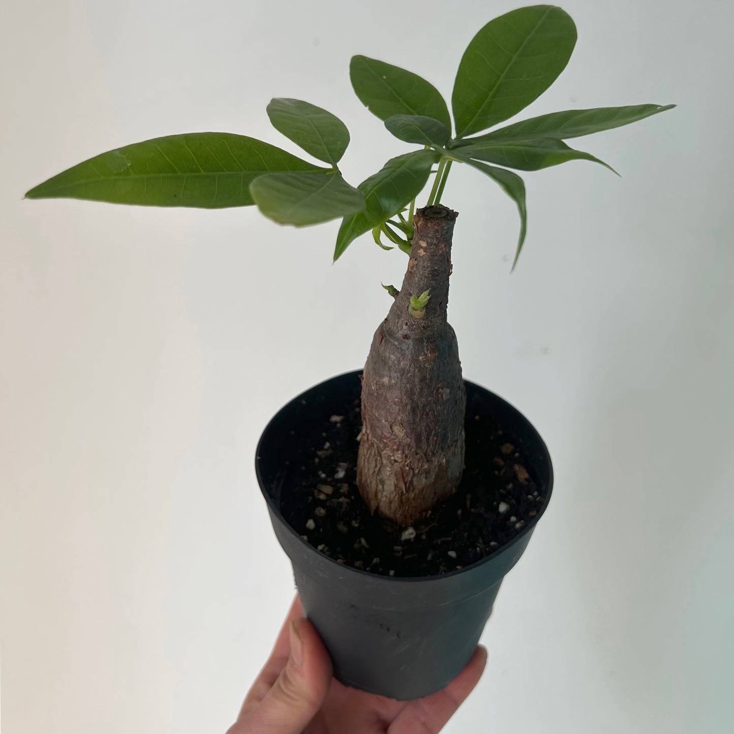 Money Tree Stump (Pachira aquatica) 4" pot