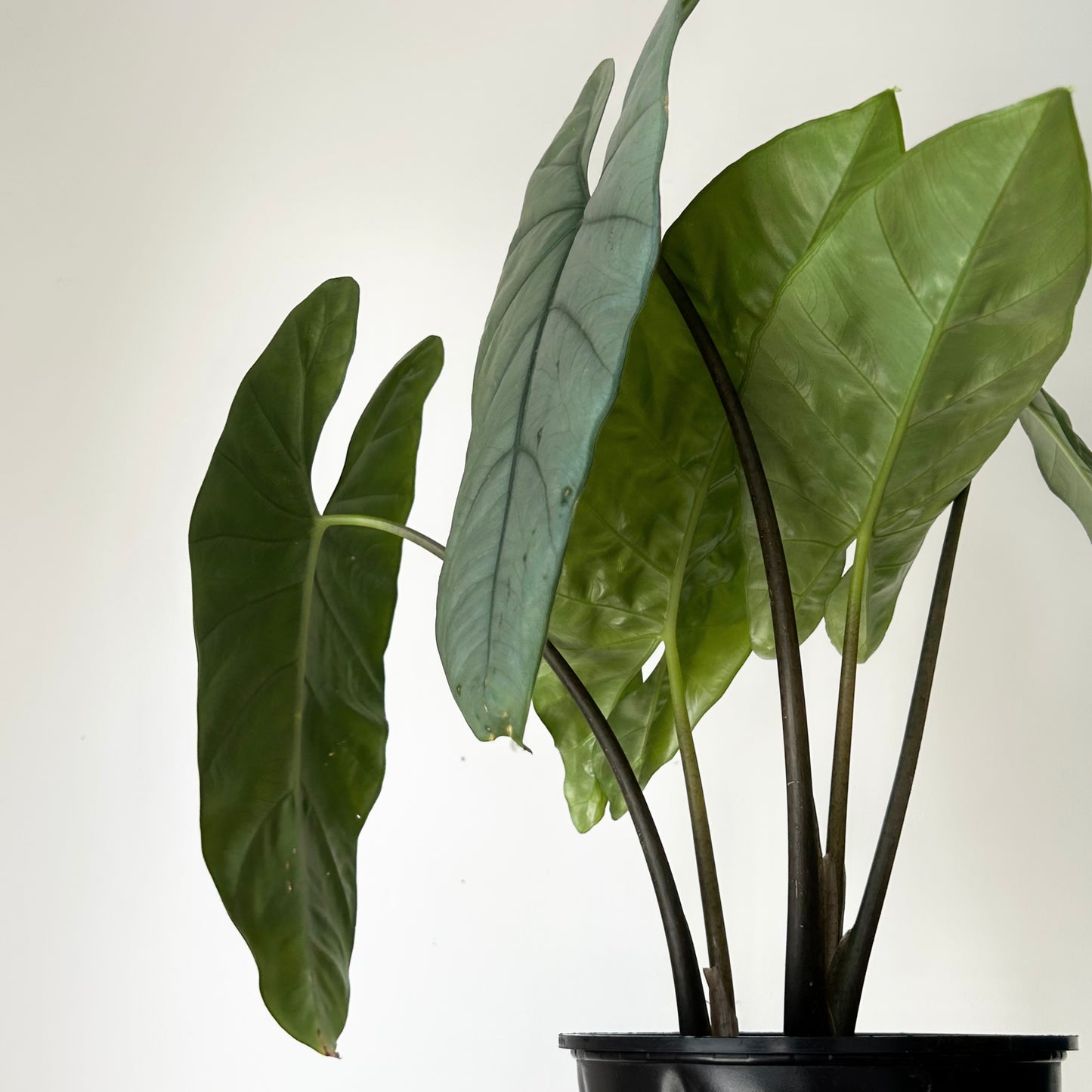 Alocasia Corazon 6”pot