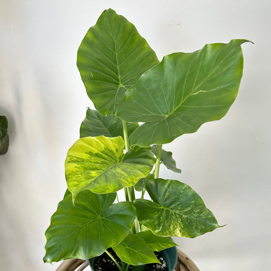 Alocasia odora aurea variegata 6”pot
