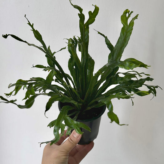 Birds Nest Fern (Asplenium) 3.5”pot