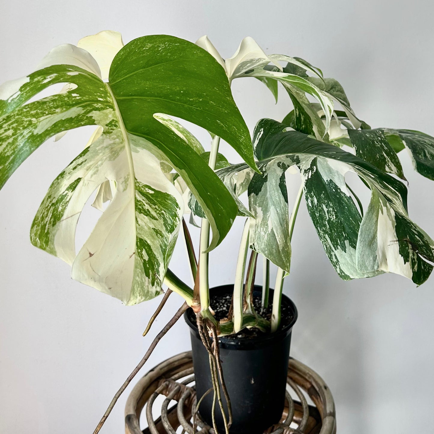 Monstera Albo Variegata 6”pot