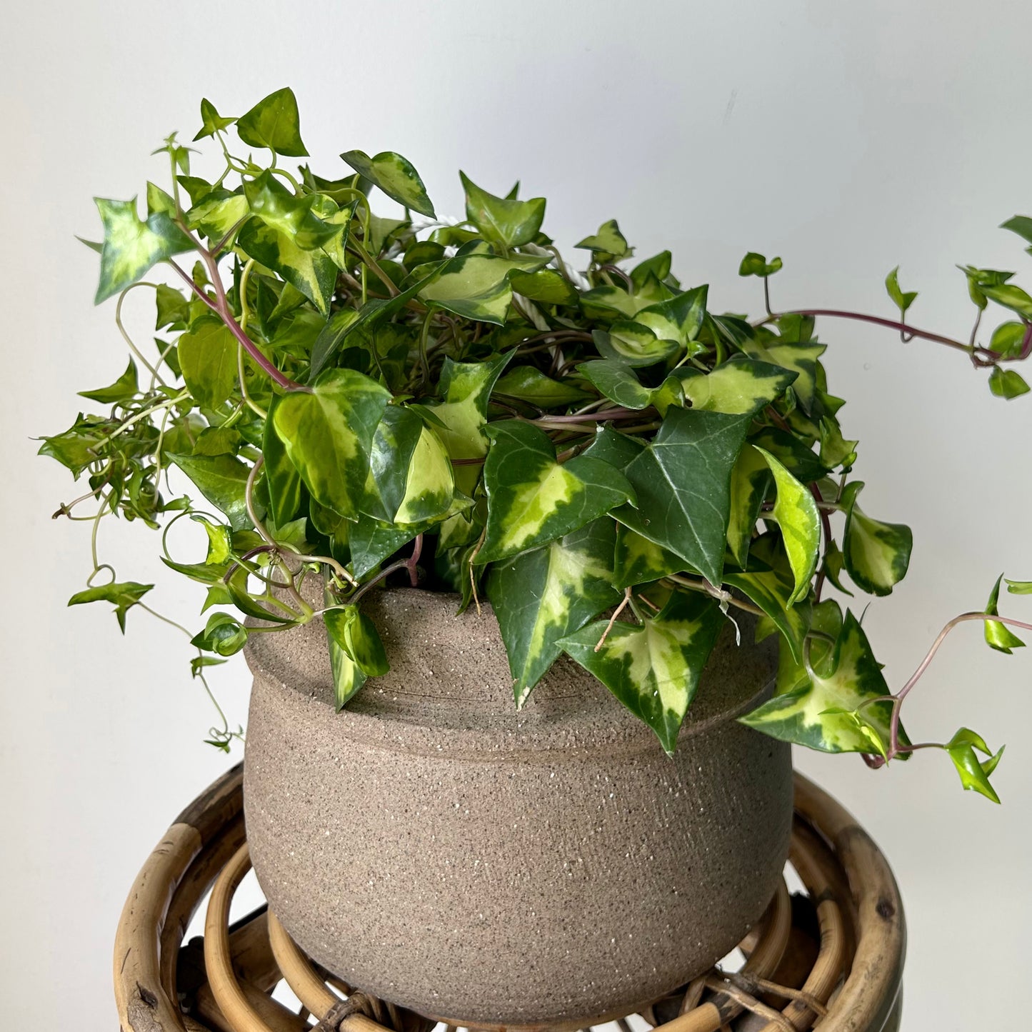 Variegated Wax Ivy (Senecio macroglossus) 6” hanging basket