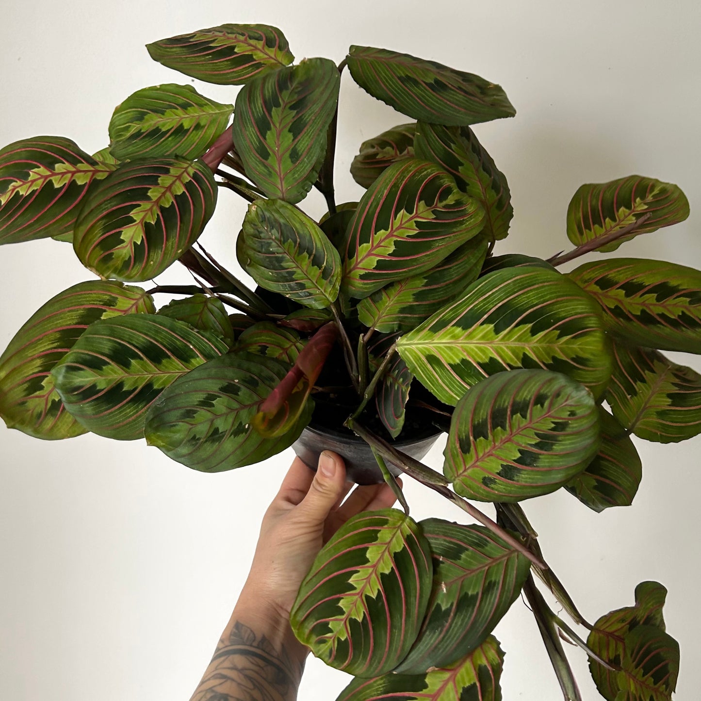 Red Prayer Plant (Maranta) 6”pot