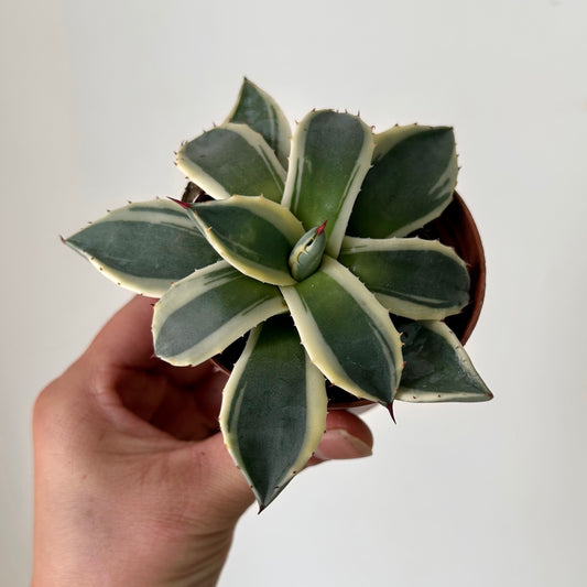 Agave 3”pot
