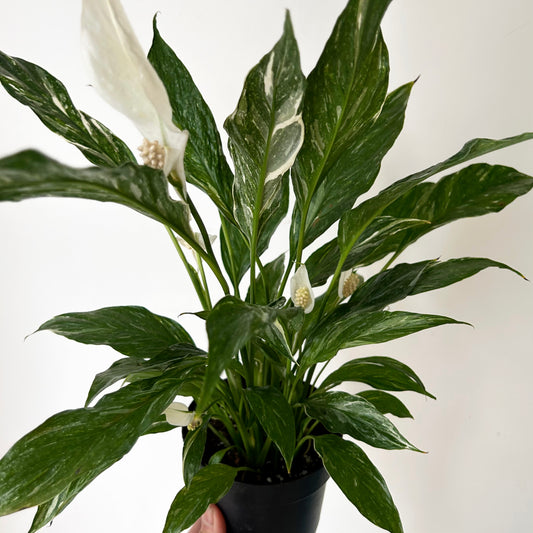 Variegated Peace Lily “Domino” 5” pot