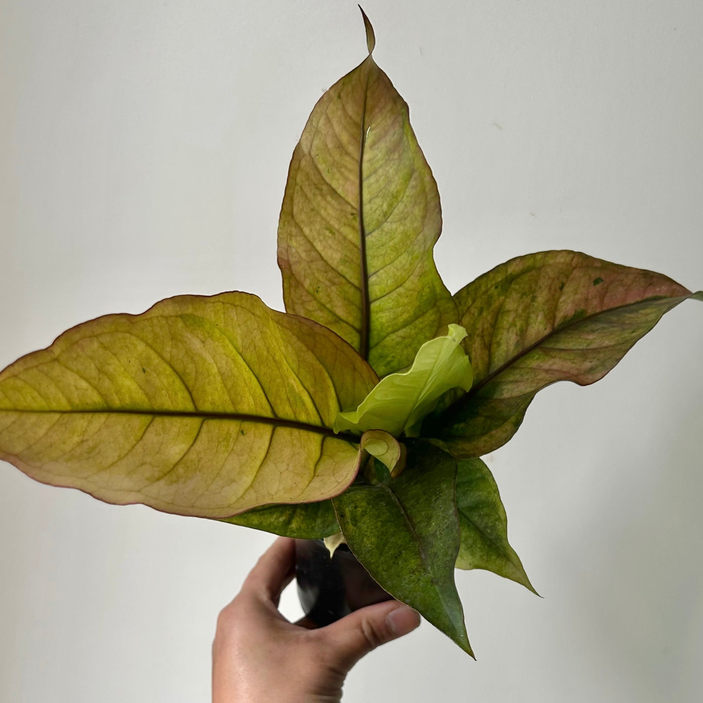 Variegated Anthurium hookeri “Renaissance” 3.5”pot