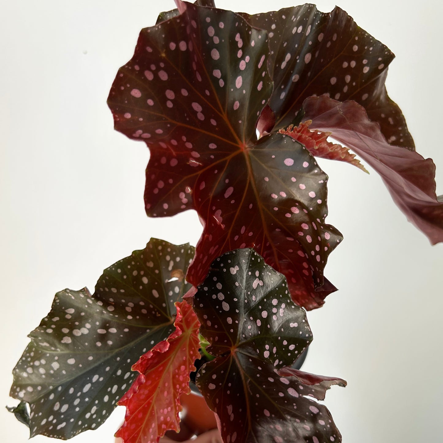Begonia "Crackling Rosie" 4”pot