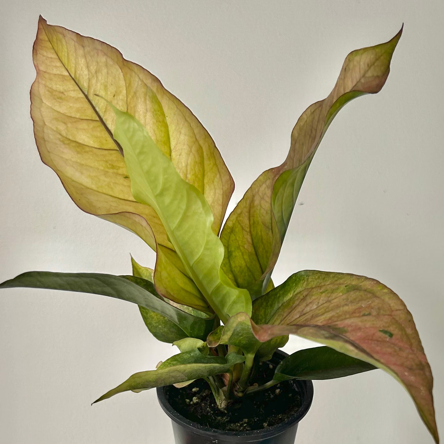 Variegated Anthurium hookeri “Renaissance” 3.5”pot