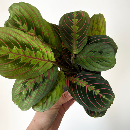 Red Prayer Plant (Maranta) 3.5”pot