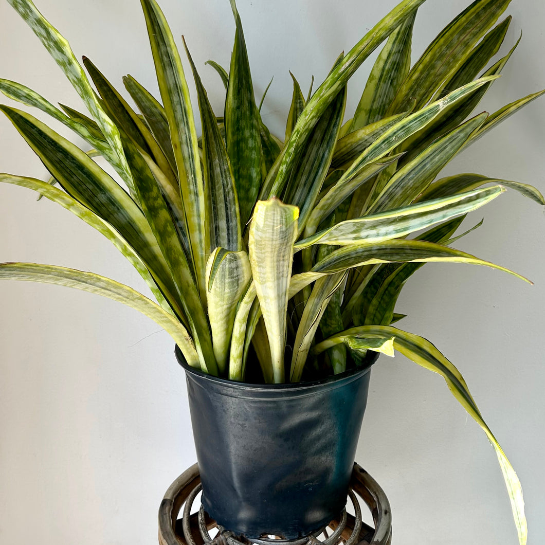 Sansevieria “Yellowstone” approxmately 2 ft tall  in 10” pot