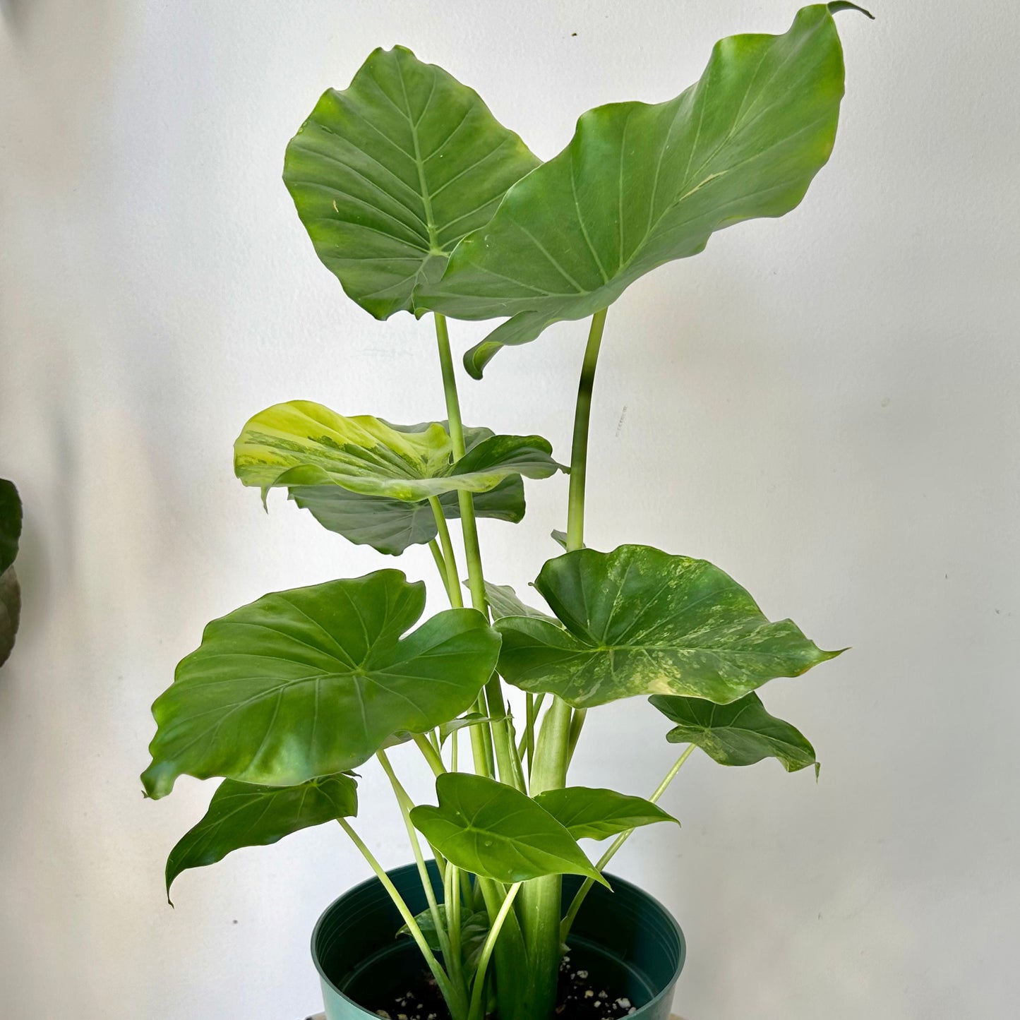 Alocasia odora aurea variegata 6”pot