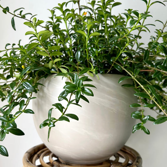 SHILOH Decorative Sphere Clay Pot
