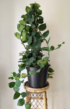 Load image into Gallery viewer, Rhaphidophora Korthalsii 3ft tall secured on coir pole 10”pot
