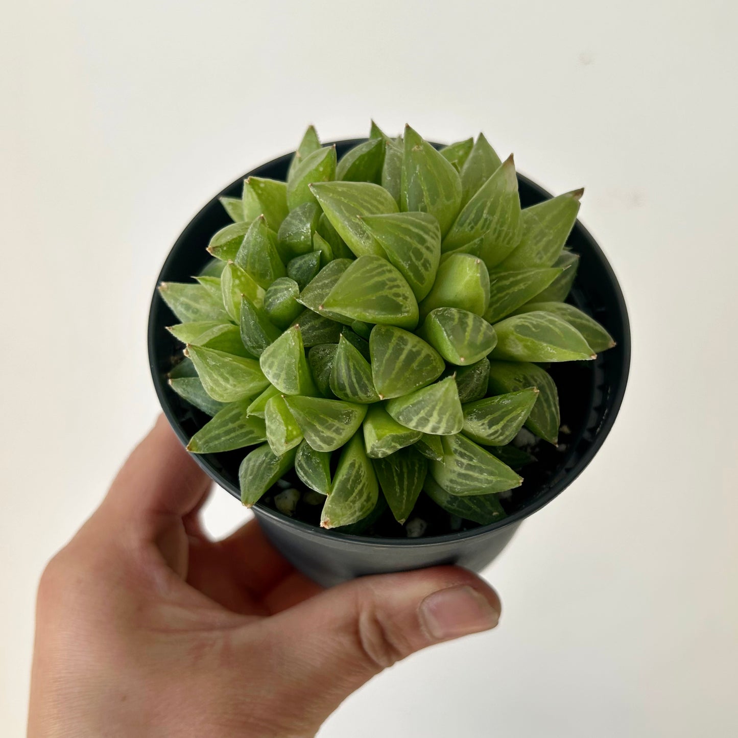 Haworthia retusa var turgida 3.5” pot