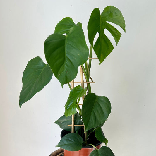 Monstera deliciosa “Sierrana” on trellis in 6”pot