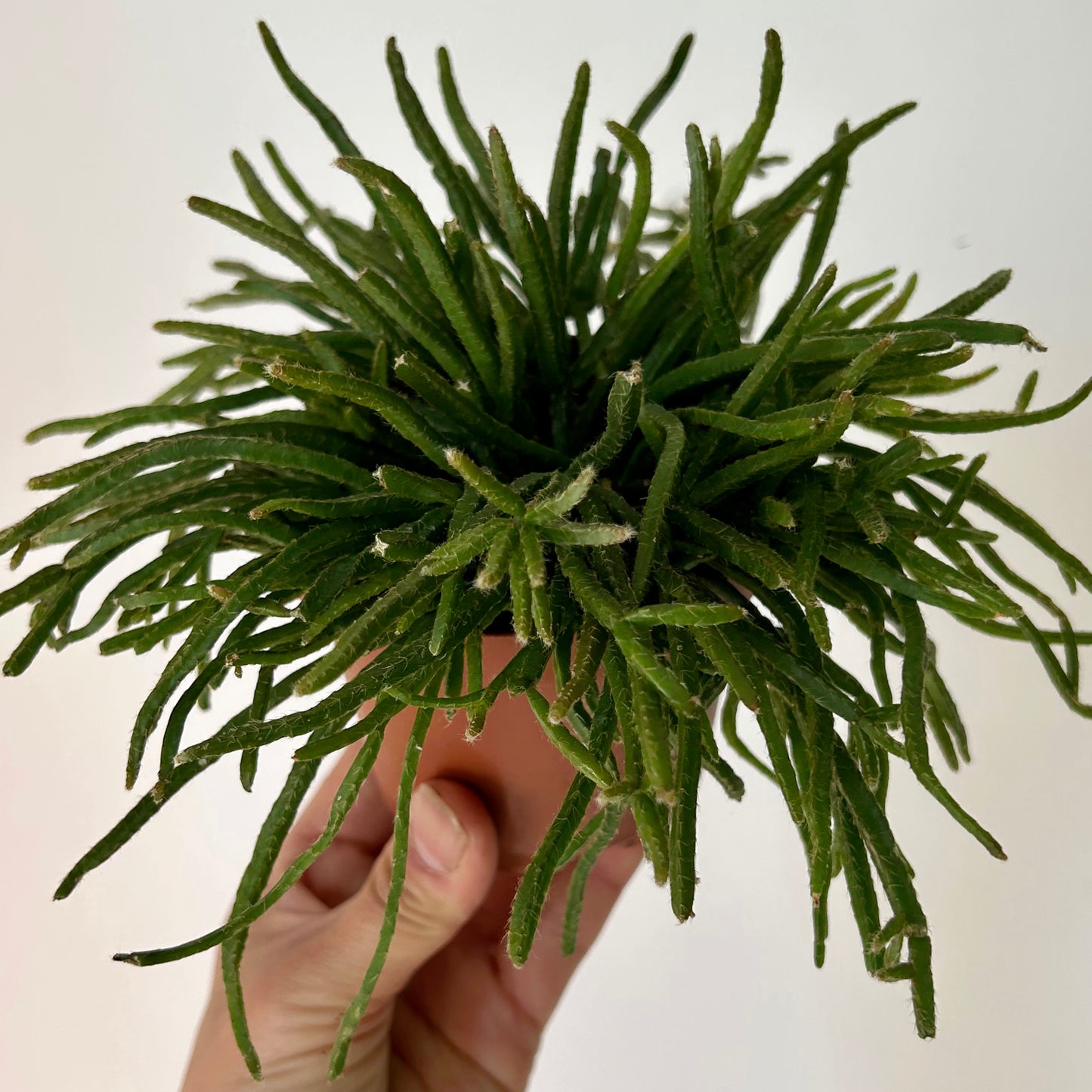 Rhipsalis prismatica 3.5”pot