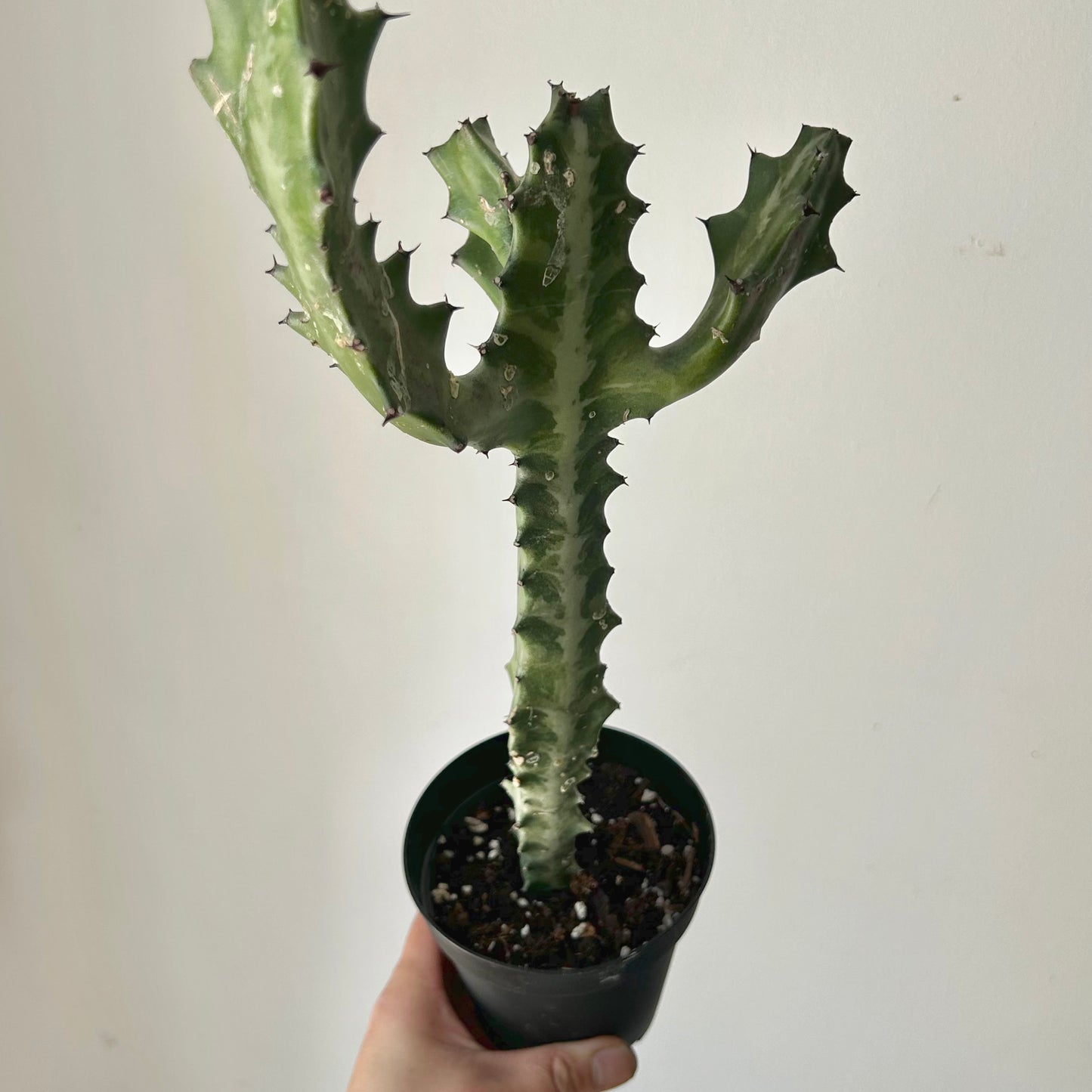 Variegated Euphorbia lactea “Milkstripe” 4” pot