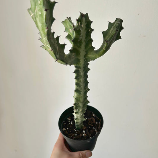 Variegated Euphorbia lactea “Milkstripe” 4” pot