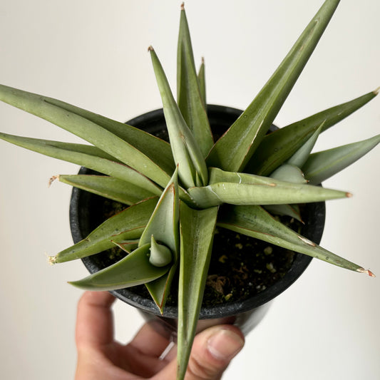 Sansevieria Yaya 'Silver Syreni” 4” pot