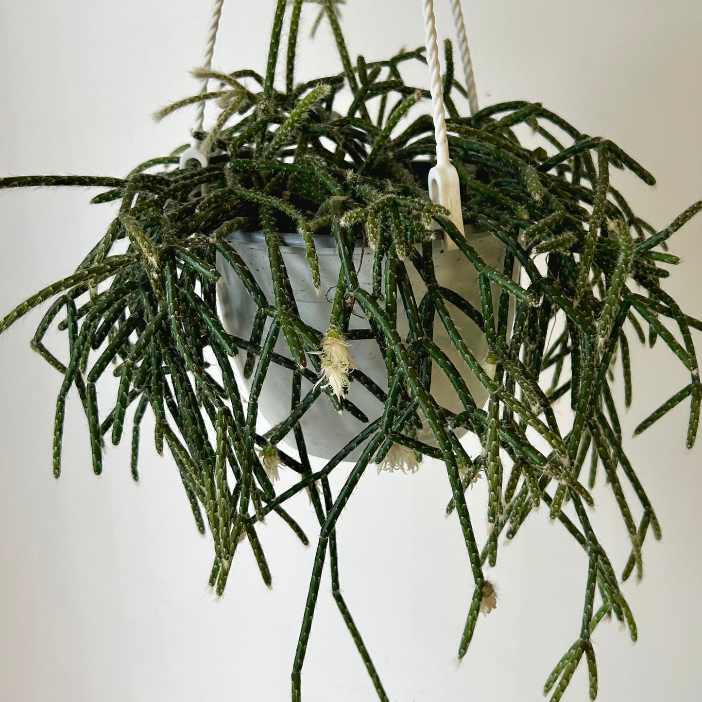 Hairy-Stemmed Rhipsalis (pilocarpa) 6” hanging basket
