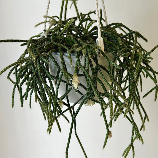 Hairy-Stemmed Rhipsalis (pilocarpa) 6” hanging basket