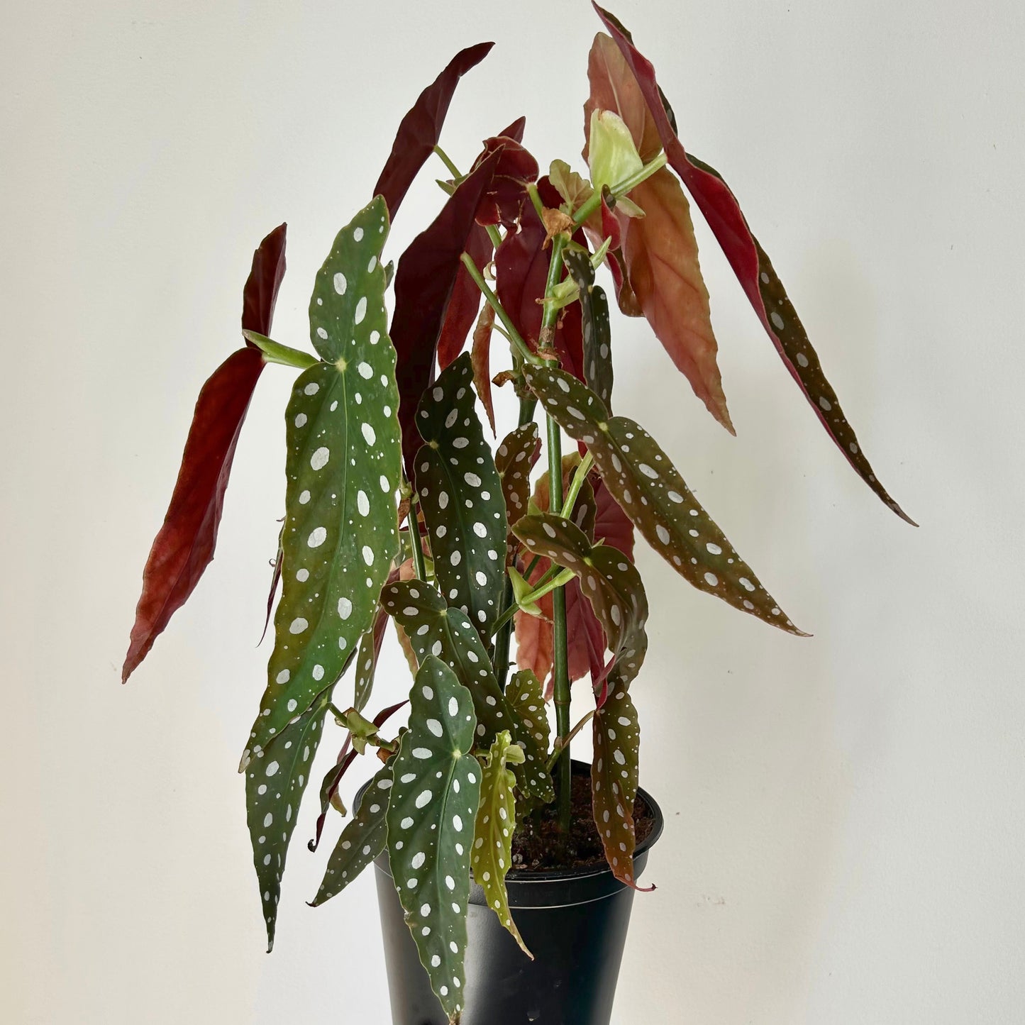 Polka Dot Begonia (maculata) 4" pot