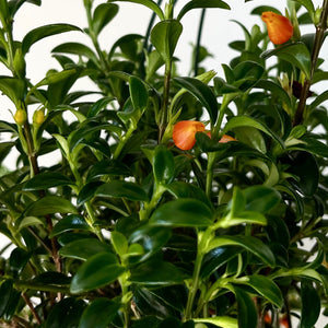 Goldfish Plant (Nematanthus) 8” Hanging Basket