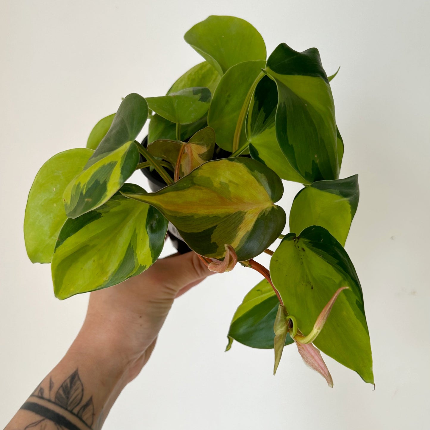 Philodendron  “Brazil” 4”pot