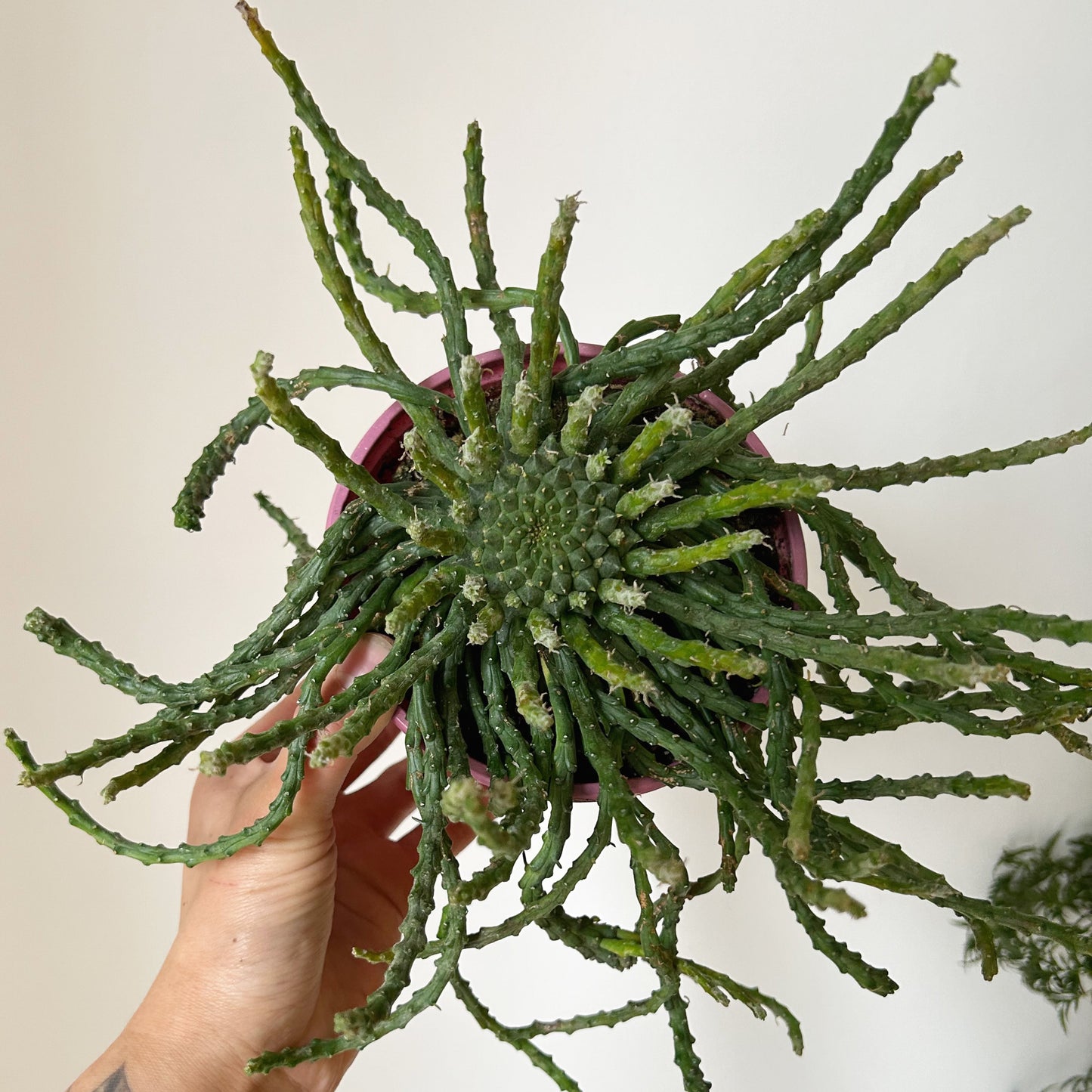 Euphorbia “Medusa’s Head” (Flanaganii) 4” pot