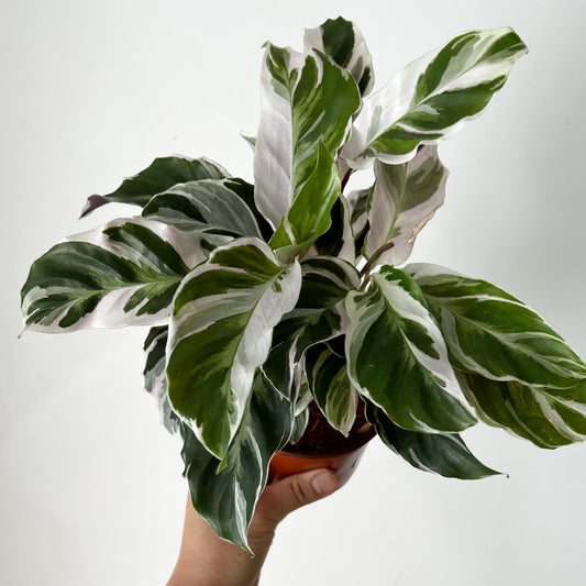 Calathea “White Fusion” 4”pot