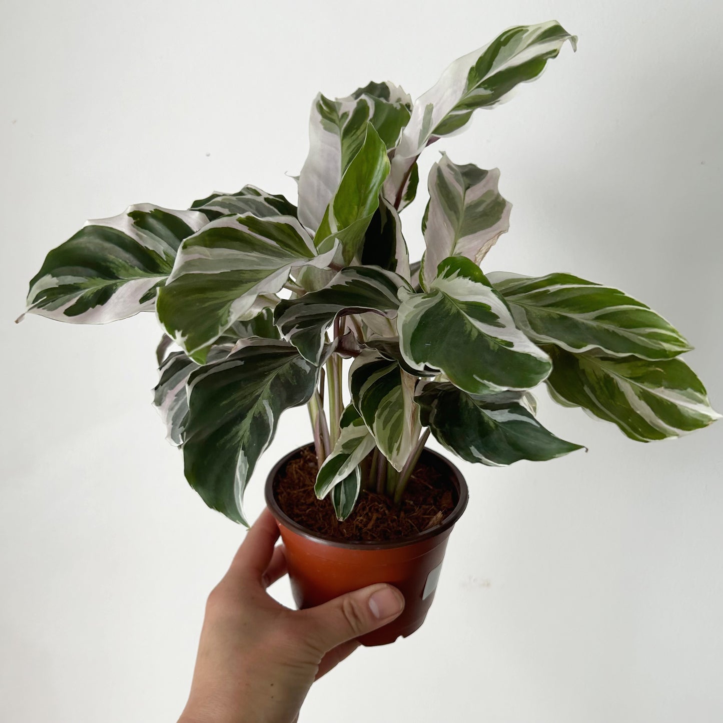 Calathea “White Fusion” 4”pot
