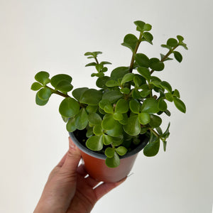 Portulacaria Afra "Elephant Bush" Green Succulent 4" pot