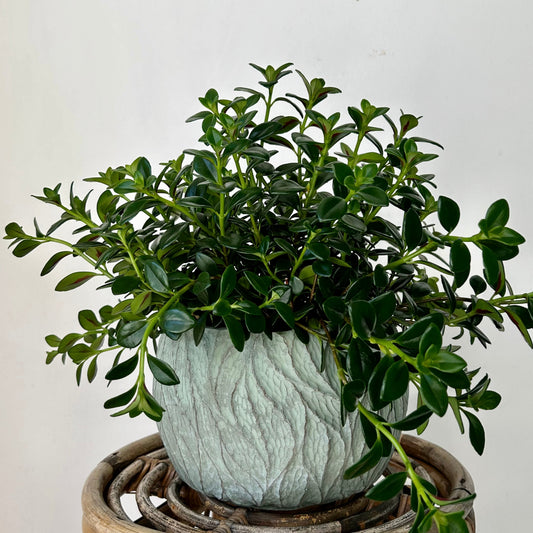 ALMA shallow decorative pot (7”X5.5”)