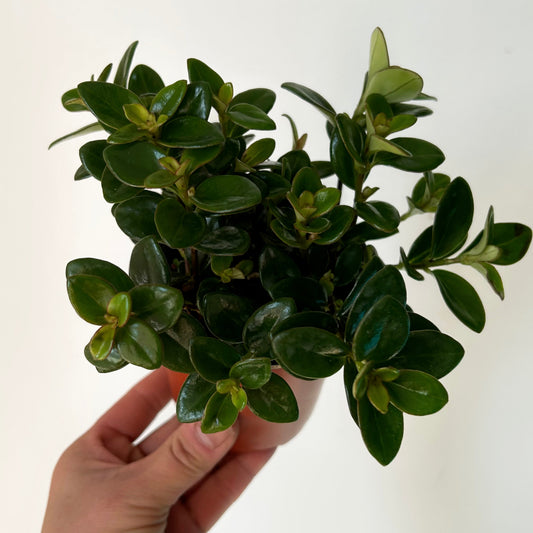 Goldfish Plant (Nematanthus) 3.5” pot