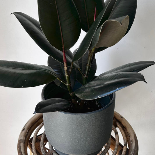 MATEO Textured Grey Decorative Planter 6.5”x6”