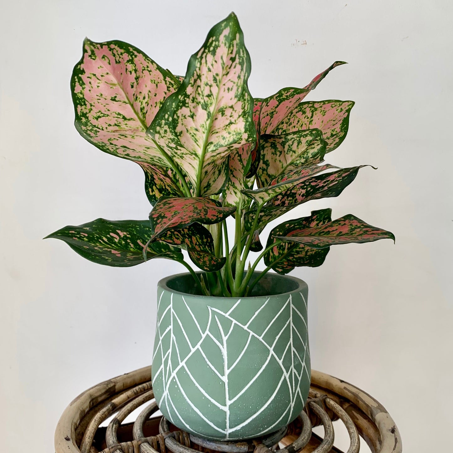 TULIP Concrete Decorative Pot w. embossed leaf design (available in two sizes)