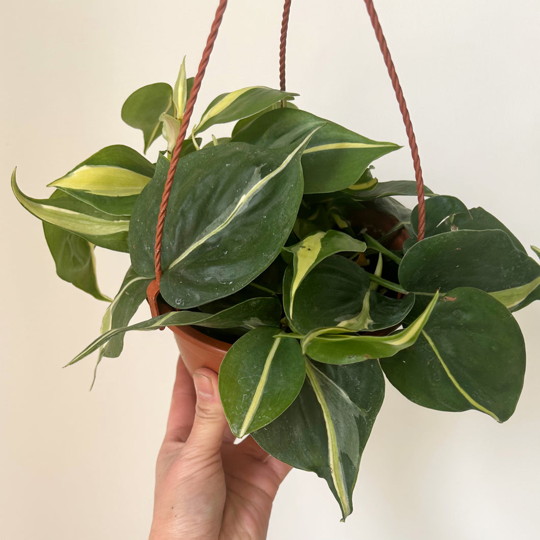 Philodendron Heartleaf “ Silver Stripe” 6”hanging basket