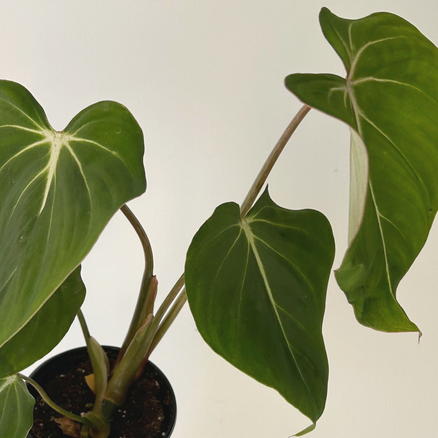 Philodendron Gloriosum 6”pot